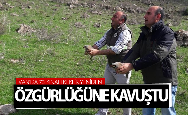 Van’da 73 kınalı keklik yeniden özgürlüğüne kavuştu