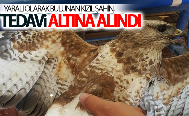 Yaralı olarak bulunan Kızıl Şahin, tedavi altına alındı