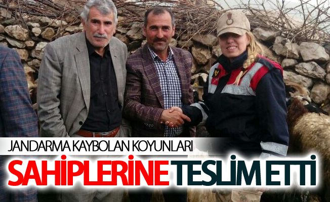 Jandarma kaybolan koyunları sahiplerine teslim etti