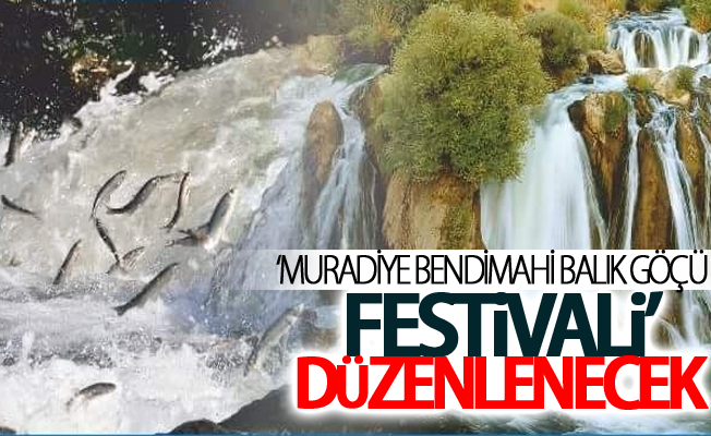 ‘Muradiye Bendimahi Balık Göçü Festivali’ düzenlenecek