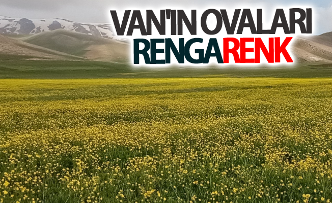 Van'ın ovaları rengarenk