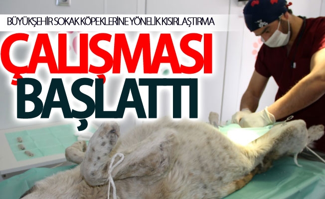 Büyükşehir sokak köpeklerine yönelik kısırlaştırma çalışması başlattı