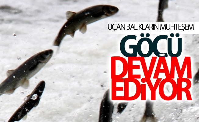 Uçan balıkların muhteşem göçü devam ediyor