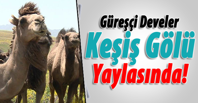 Güreşçi Develer Keşiş Yaylasında