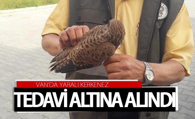 Van’da yaralı Kerkenez tedavi altına alındı