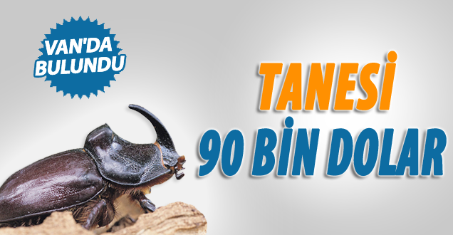 Tanesi 90 bin dolar! Van'da bulundu!