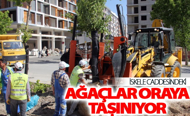 Büyükşehir İskele caddesindeki ağaçları oraya taşıyor