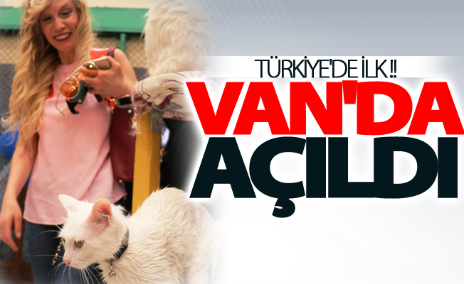 Türkiye’nin ilk kedi havuzu Van’da açıldı