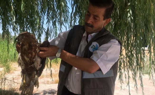 Yaralı Kızıl Şahin tedavi altına alındı