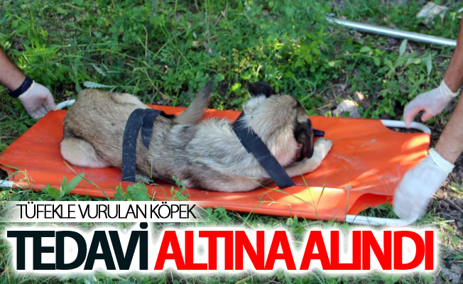 Van’da av tüfeği ile vurulduğu belirlenen köpek, tedavi altına alındı.