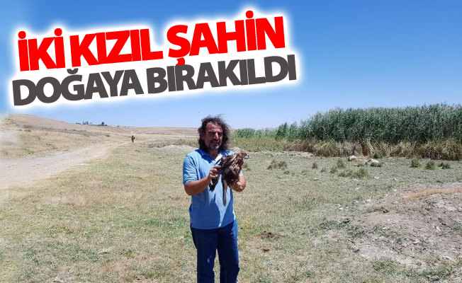 Tedavileri tamamlanan iki kızıl Şahin doğaya bırakıldı