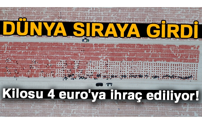 Dünya sıraya girdi... Kilosu 4 euro'ya ihraç ediliyor!