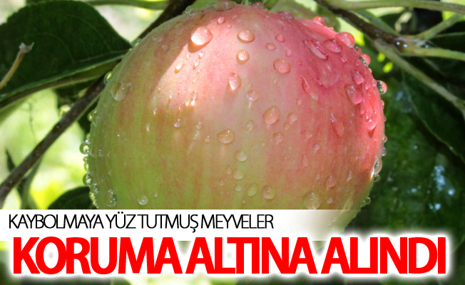 Kaybolmaya yüz tutmuş meyveler koruma altına alındı