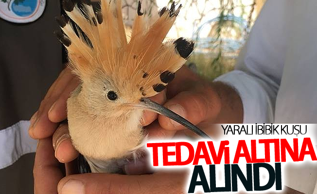 Yaralı İbibik kuşu tedavi altına alındı