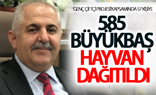 ‘Genç çiftçi projesi’ kapsamında 57 kişiye 585 büyükbaş hayvan dağıtıldı