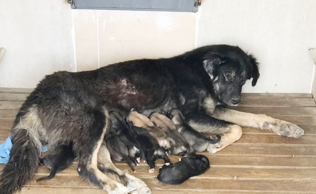 Yavru köpekler koruma altına alındı