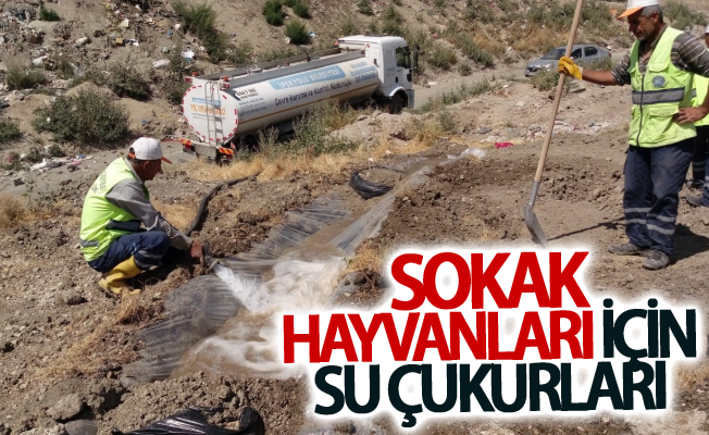 Sokak hayvanları için su çukurları