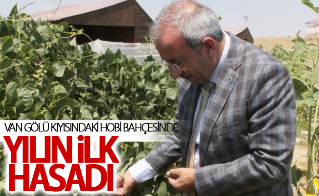 Van Gölü kıyısındaki hobi bahçesinde yılın ilk hasadı