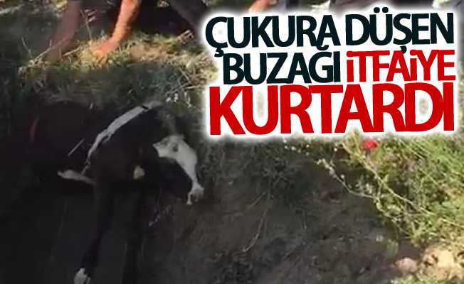 Çukura düşen buzağının  imdadına itfaiye yetişti