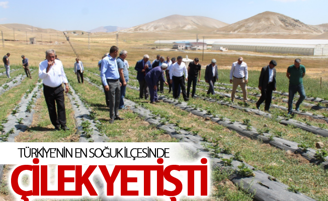 Türkiye’nin en soğuk ilçesinde çilek yetişti