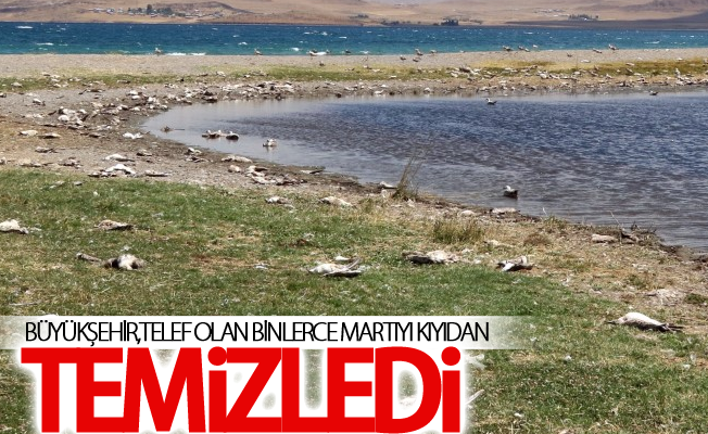 Martı ölümleri Büyükşehir'i harekete geçirdi