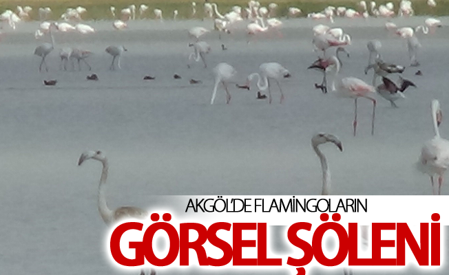 Akgöl’de flamingoların görsel şöleni