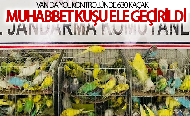 Van'da yol kontrolünde 630 kaçak muhabbet kuşu ele geçirildi