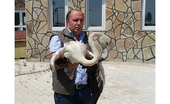 Yaralı Flamingo tedavi altına alındı