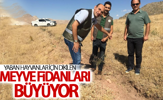 Yaban hayvanlar için dikilen meyve fidanları büyüyor