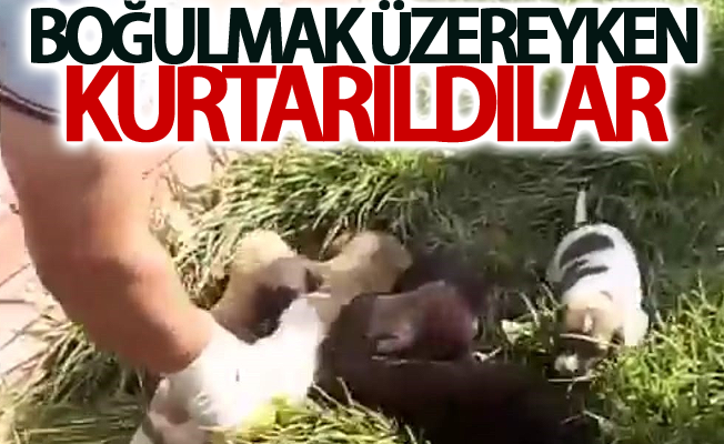 Boğulmak üzere olan 7 yavru köpek kurtarıldı