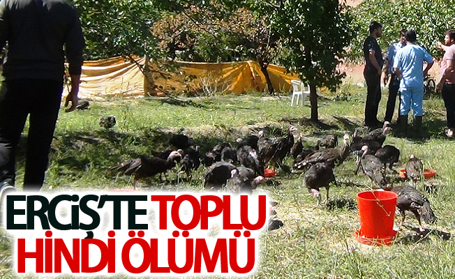 Erciş’te Kuş ölümlerinin ardından kümes hayvanları da telef olmaya başladı