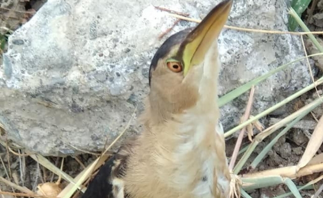 Küçük balaban kuşu tedavi altına alındı