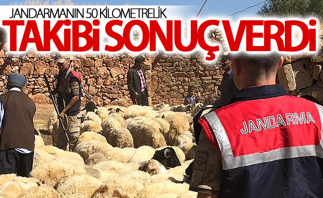 Ağılda çalınan küçükbaş hayvanlar, jandarma ekiplerinin amansız takibi sonucu bulundu