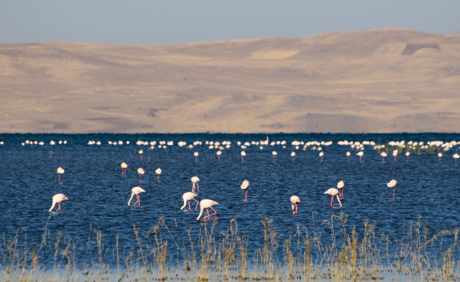 Van’da Doğu'nun Kanatları Erçek Gölü 8. Flamingo Festivali