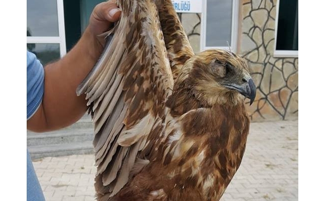 Yaralı şahin tedavi altına alındı