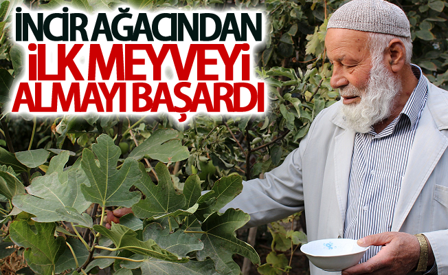 incir ağacından ilk meyveyi almayı başardı