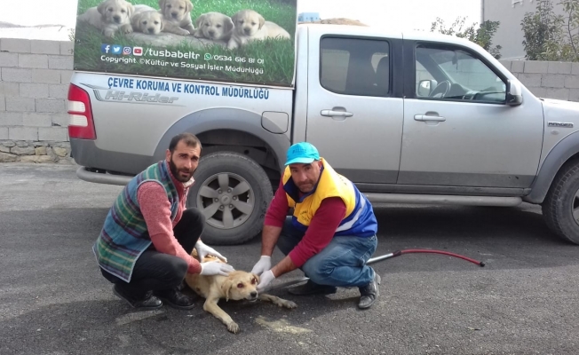 Van’da TVT hastası köpek tedavi altına alındı