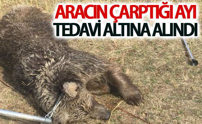 Aracın çarptığı ayı tedavi altına alındı