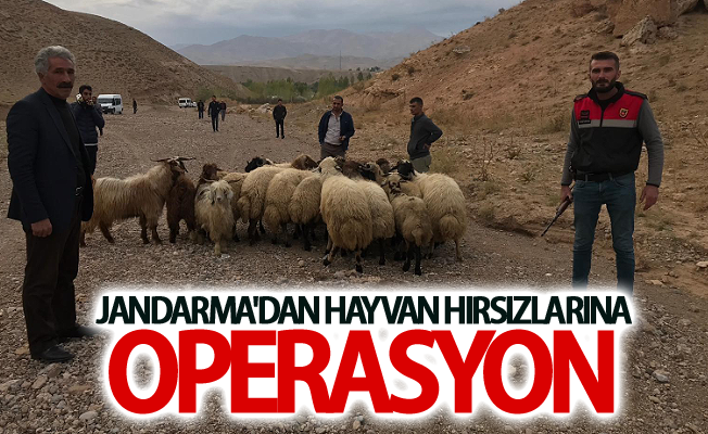 Jandarma'dan hayvan hırsızlarına operasyon