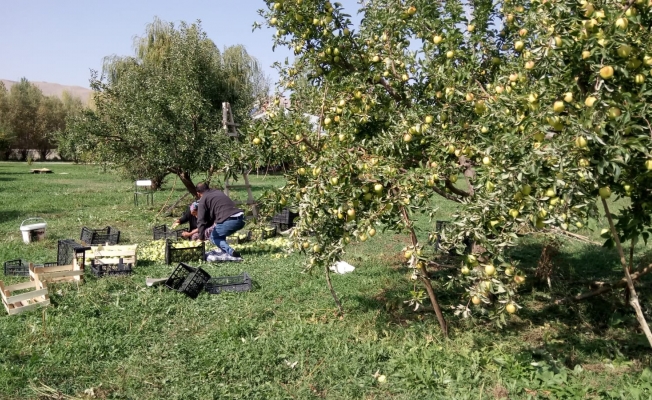 Gürpınar’da elma hasadı başladı
