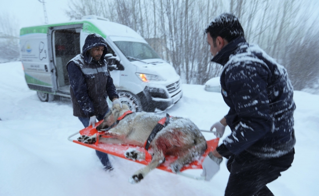 Av tüfeğiyle vurulan köpek için seferberlik