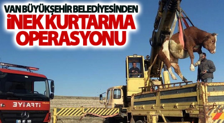 Van Büyükşehir Belediyesinden inek kurtarma operasyonu