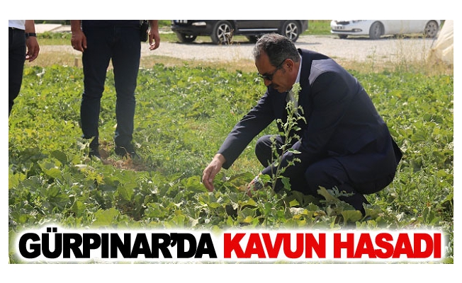 Gürpınar’da kavun hasadı