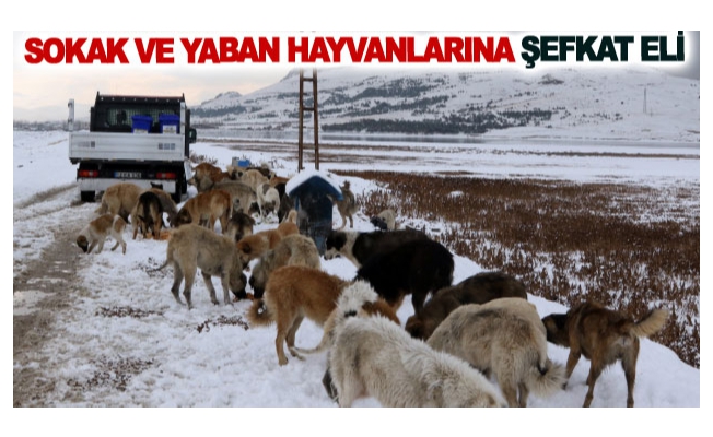 Sokak ve yaban hayvanlarına şefkat eli