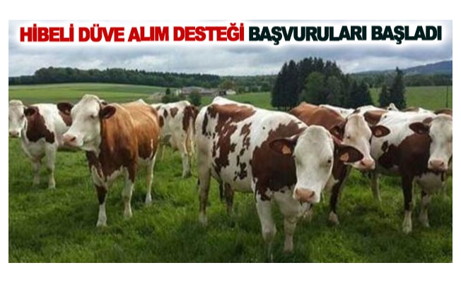 Hibeli düve alım desteği başvuruları başladı