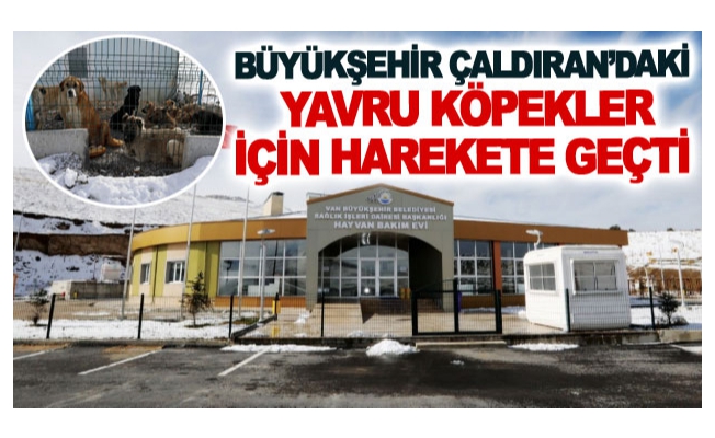 Büyükşehir Çaldıran’daki yavru köpekler için harekete geçti