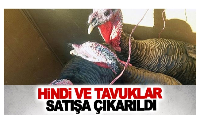 Hindi ve tavuklar satışa çıkarıldı