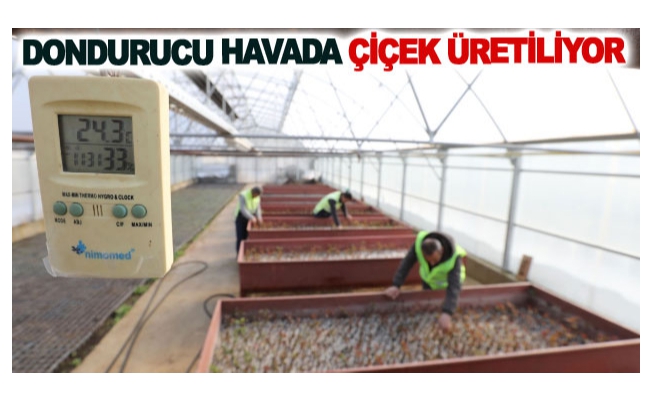 Dondurucu havada çiçek üretiliyor