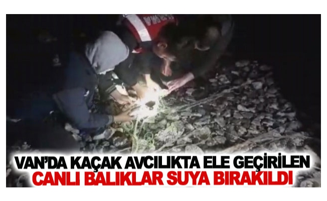 Van’da kaçak avcılıkta ele geçirilen canlı balıklar suya bırakıldı