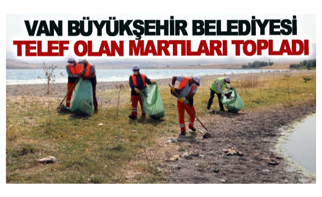 Büyükşehir belediyesi telef olan martıları topladı